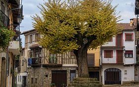 El Viejo Olmo